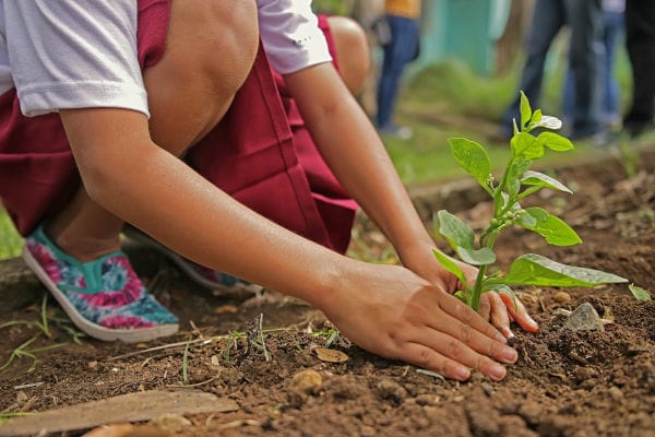 Criança plantando uma muda de árvore na terra durante atividade de educação ambiental